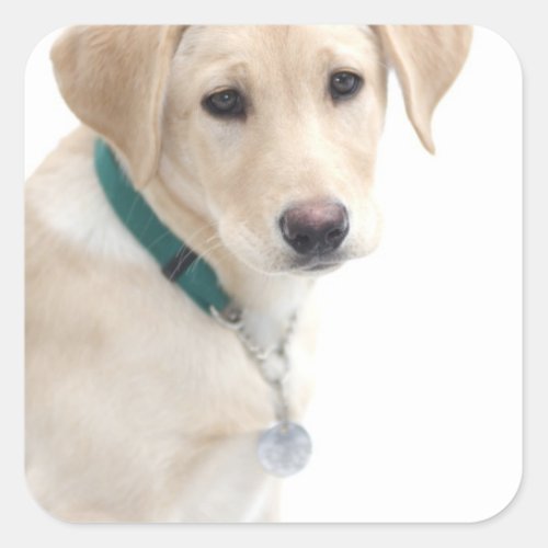 Labrador Retriever Puppy MR Square Sticker