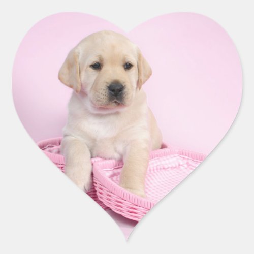Labrador retriever puppy on pink background heart sticker