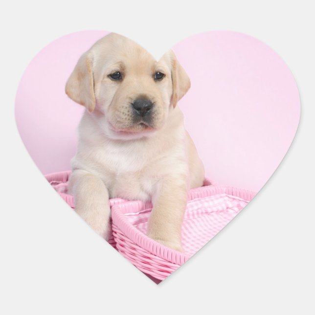 Labrador retriever puppy on pink background heart sticker (Front)