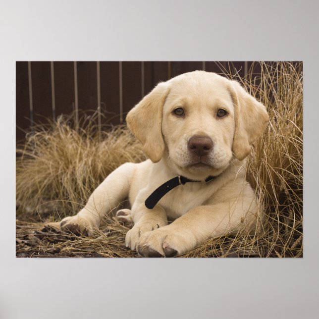 Labrador Retriever puppy Poster (Front)