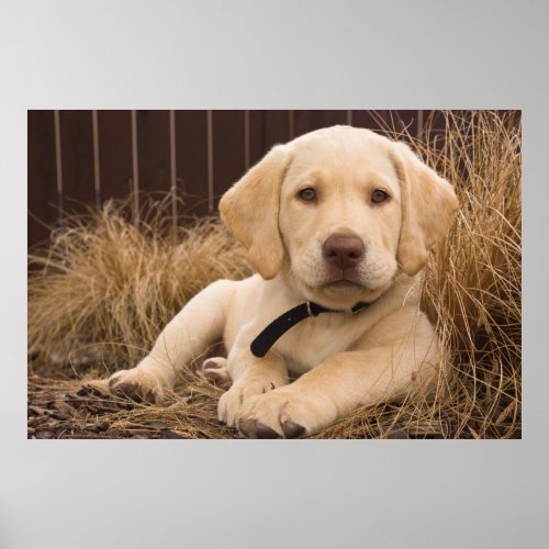 Labrador Retriever Puppy Poster