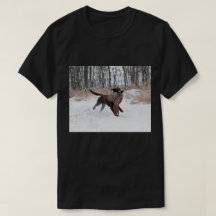 Labrador Retriever Puppy Retrieving A Pheasant