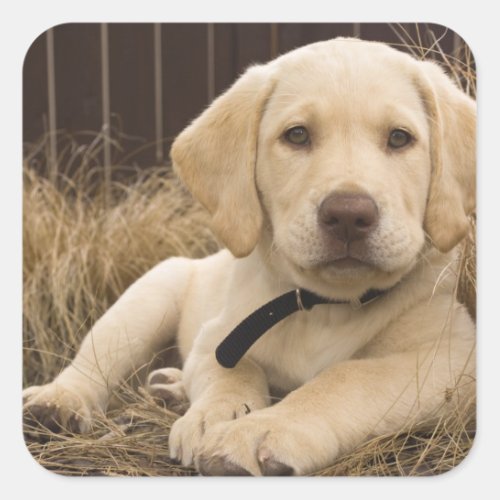 Labrador Retriever puppy Square Sticker