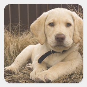 Labrador Retriever puppy Square Sticker