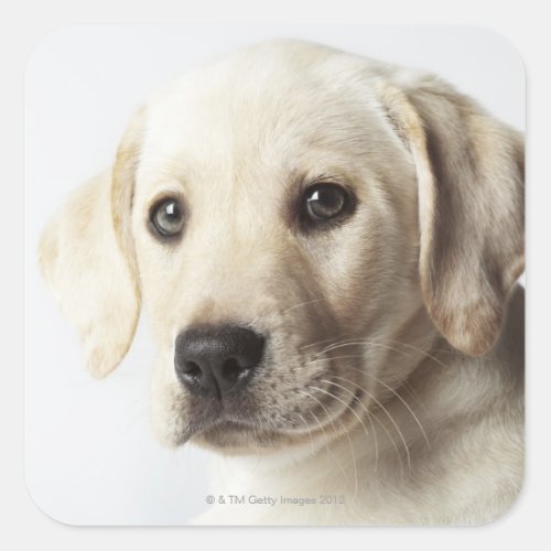 Labrador Retriever Puppy Square Sticker