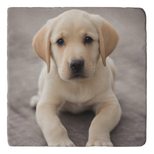 Labrador Retriever Puppy Trivet