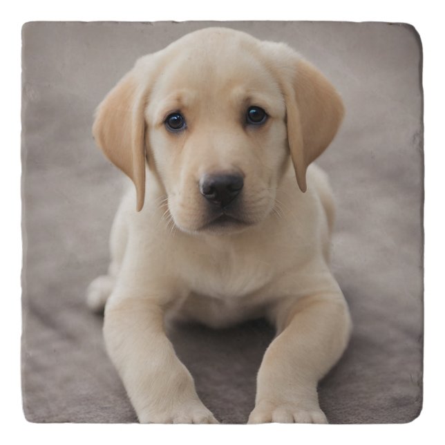 Labrador Retriever Puppy Trivet (Front)