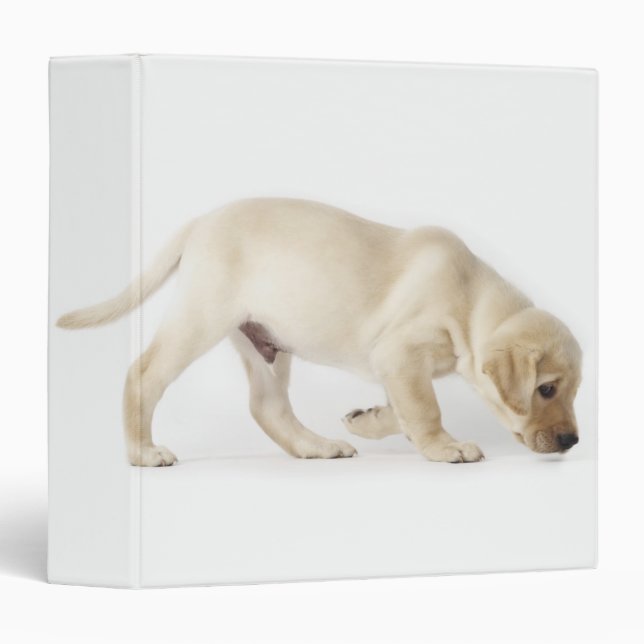 Labrador Retriever Puppy Walking 3 Ring Binder (Front/Spine)