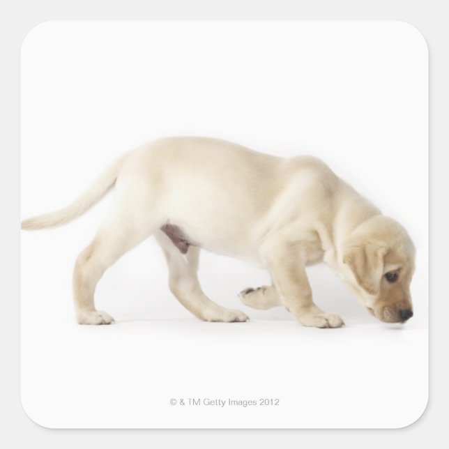 Labrador Retriever Puppy Walking Square Sticker (Front)