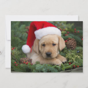 Labrador Retriever Puppy With Santa Hat Holiday Card