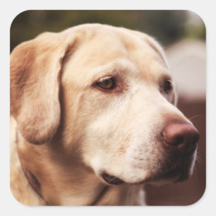 Labrador Retriever Square Sticker