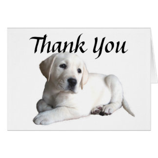 Labrador Thank You Cards | Zazzle