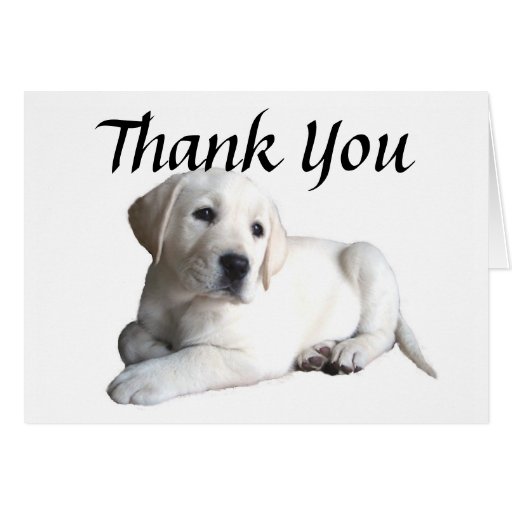 Labrador Retriever Thank You Card | Zazzle