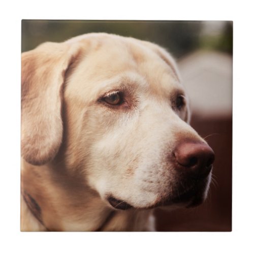 Labrador Retriever Tile