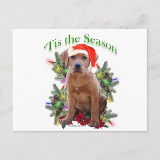 Labrador Retriever ‘Tis Postcard