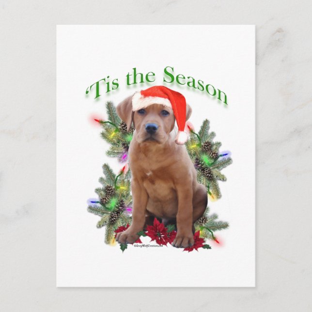Labrador Retriever ‘Tis Postcard (Front)