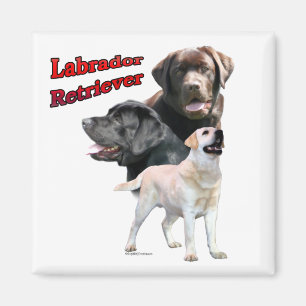 Labrador Retriever Trio 2 - Magnet