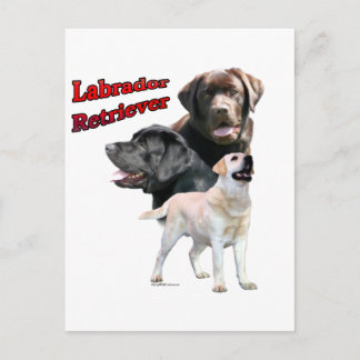 Labrador Retriever Trio 2 Postcard