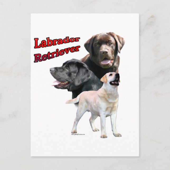 Labrador Retriever Trio 2 Postcard (Front)