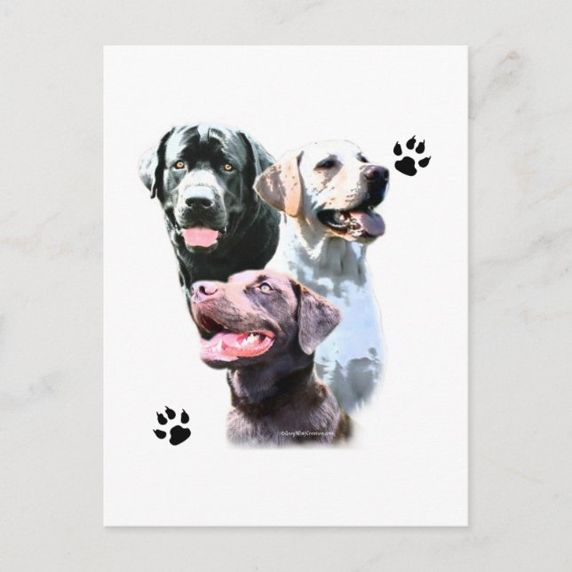 Labrador Retriever Trio Postcard (Front)