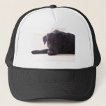 Labrador Retriever Trucker Hat at Zazzle