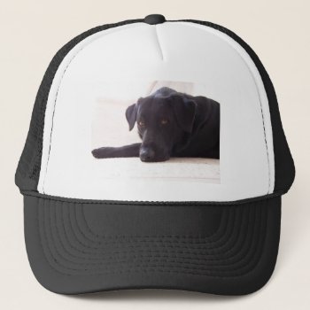 Labrador Retriever Trucker Hat by foxygrlz at Zazzle
