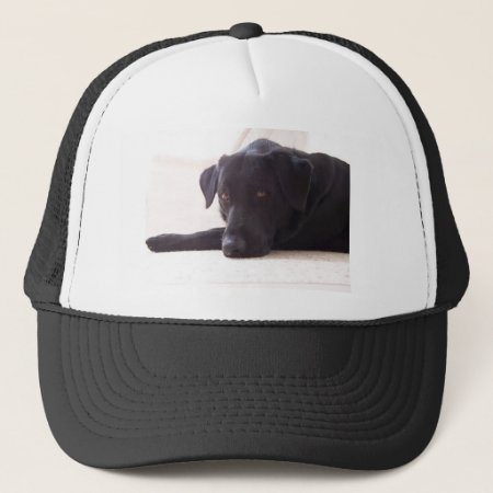 Labrador Retriever Trucker Hat