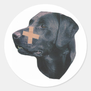 Labrador Retriever With Band-Aid Classic Round Sticker