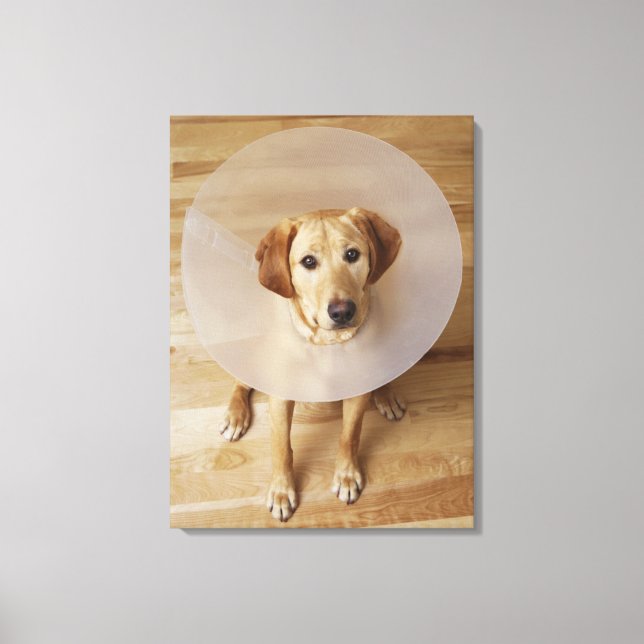 Labrador retriever with cone around his neck canvas print (Front)