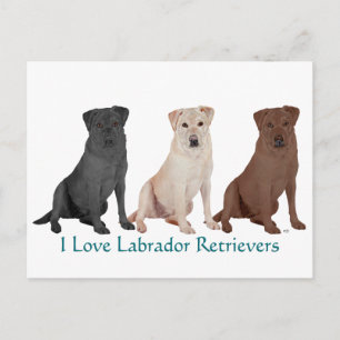 Labrador Retrievers - 3 Colors to Love Postcard