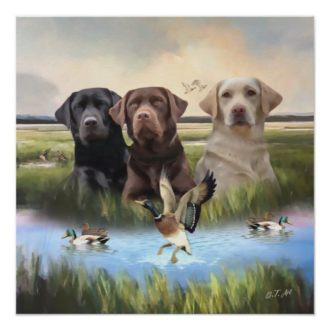 Labrador Retrievers, (Hunting dogs)  Poster (Front)