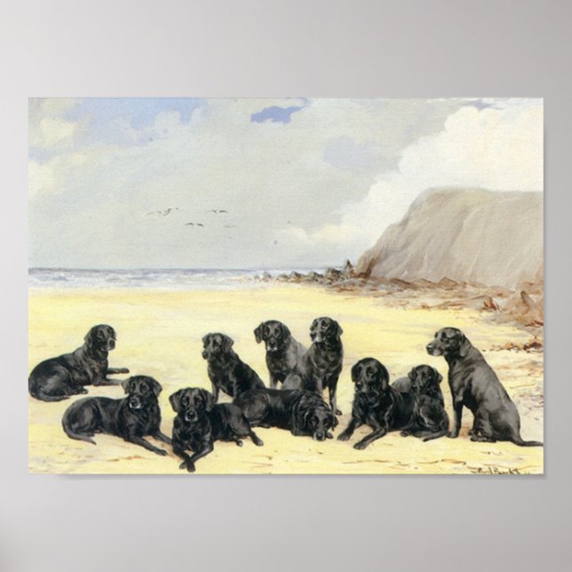 Labrador Retrievers On The Beach Print (Front)