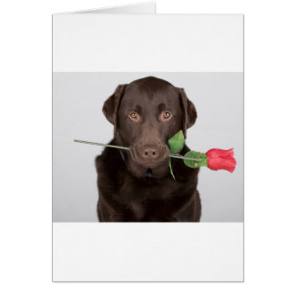 Labrador with Rose Cards