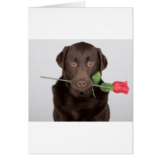 Labrador with Rose Cards (Front)
