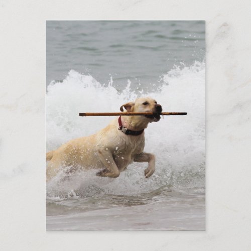 Labrador _ Yellow _ Go Fetch Postcard