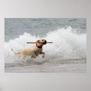 Labrador - Yellow - Go Fetch! Poster