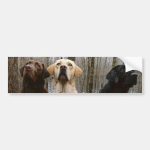 Labs Bumper Sticker