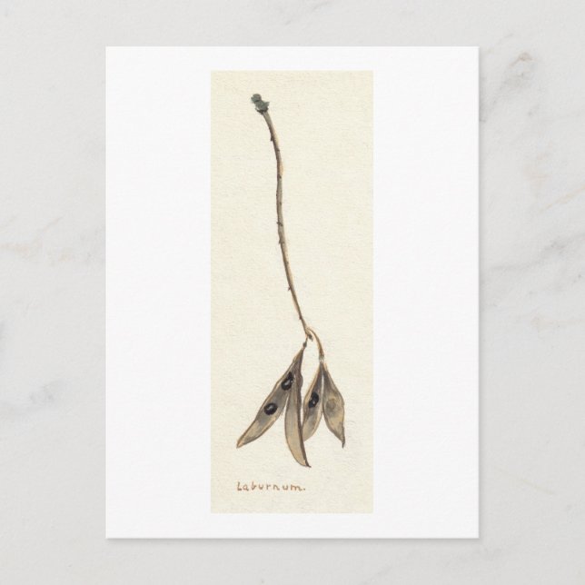 Laburnum Seeds Postcard (Front)