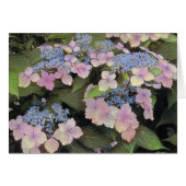 Lace Cap Hydrangea Cards (Front Horizontal)