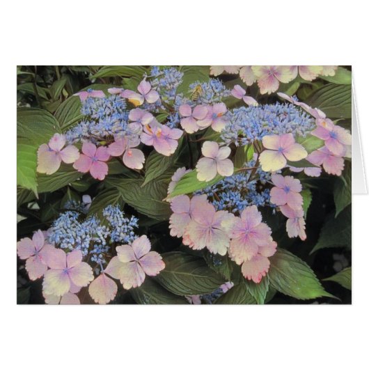 Lace Cap Hydrangea Cards (Front Horizontal)