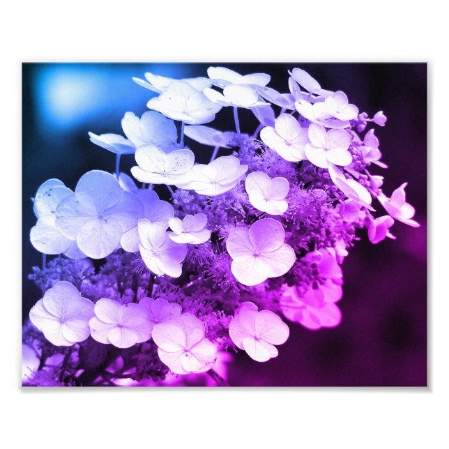 Lacecap Hydrangea Black And White Color Tint Photo Print (Front)