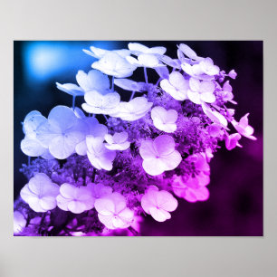 Lacecap Hydrangea Black And White Color Tint Poster
