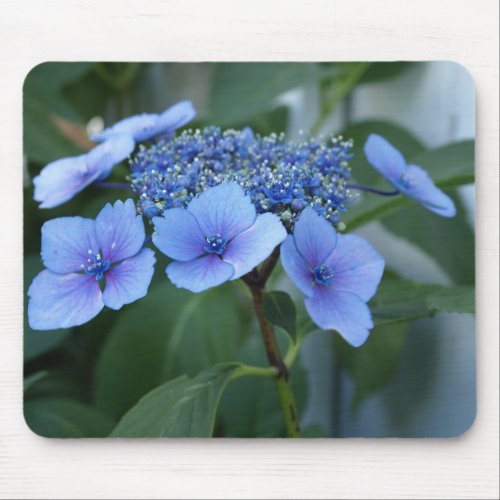 Lacecap Hydrangea Bloom Mouse Pad