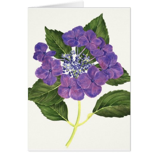 Lacecap Hydrangea Cards (Front)