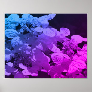 Lacecap Hydrangea Flower Black And White Tinted Poster