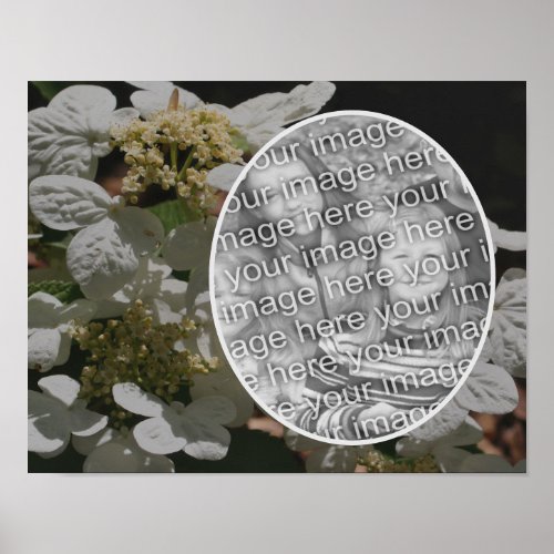 Lacecap Hydrangea Flower Create Your Own Photo  Poster