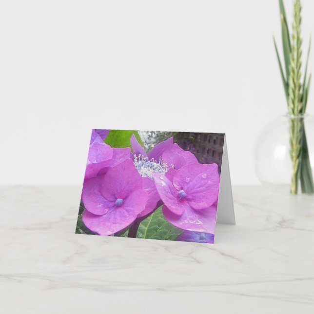 Lacecap Hydrangea Note Card (Front)