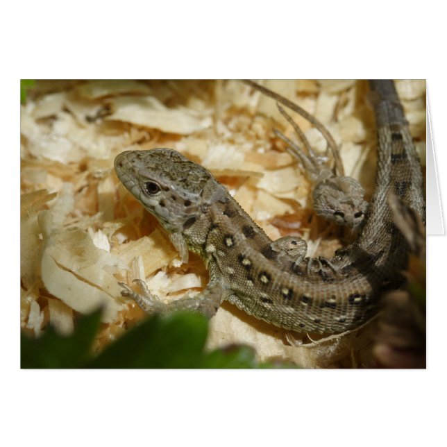 Lacerta agilis cards (Front Horizontal)