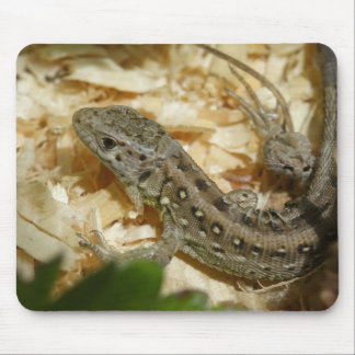 Lacerta agilis mouse pad