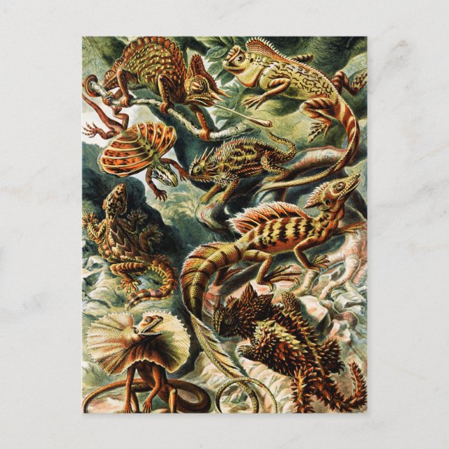 Lacertilia Lizards by Ernst Haeckel Holiday Postcard (Front)